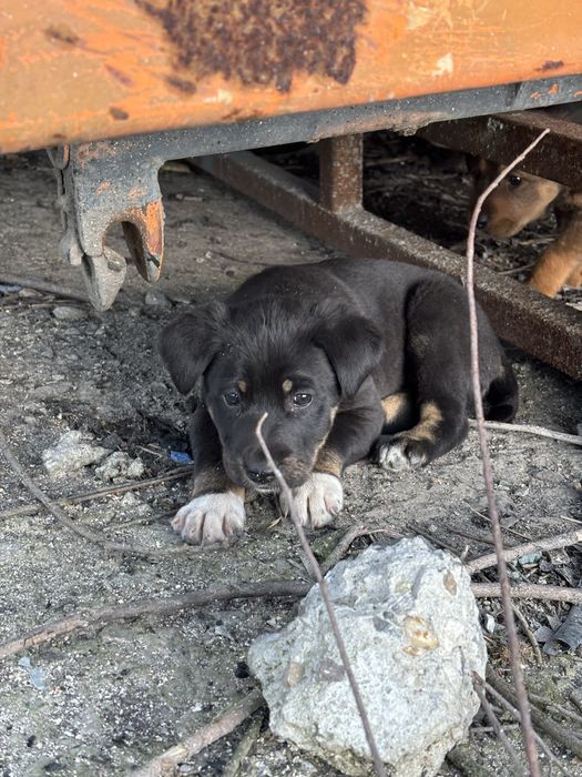 Подарявам кученца на 30 дена