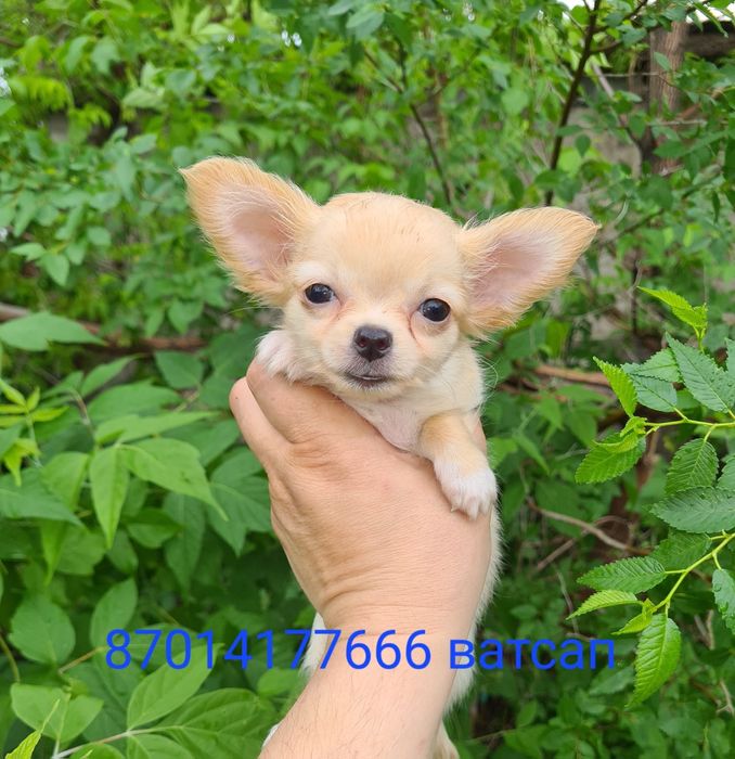 Продам щенков чихуахуа