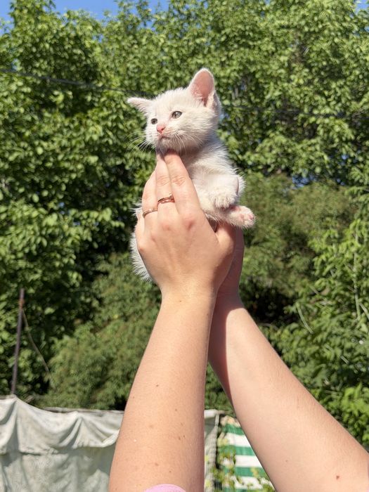 Котятки ищут дом