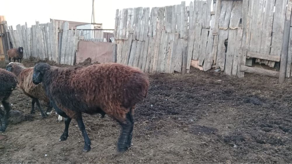 Овцы бараны    Продам       .