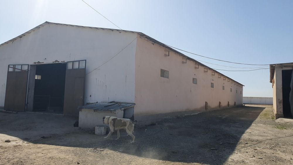 Ферма биноси сотилади.