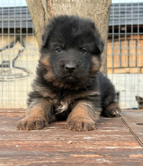 Елитни Родословни Немски Овчарки