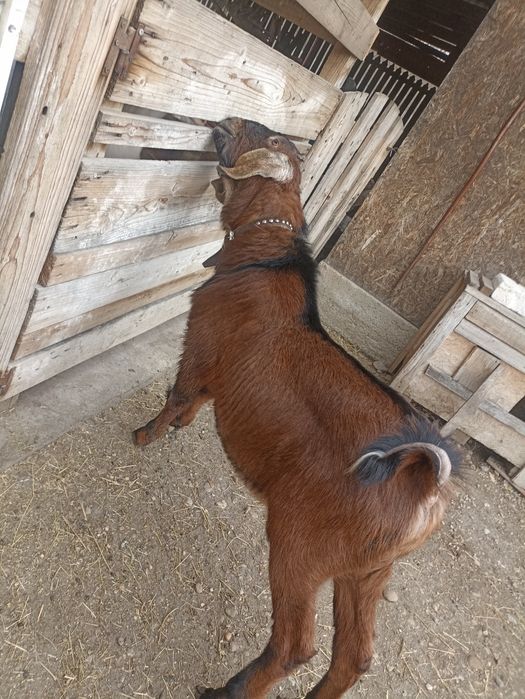 Disponibil țap anglonubian
