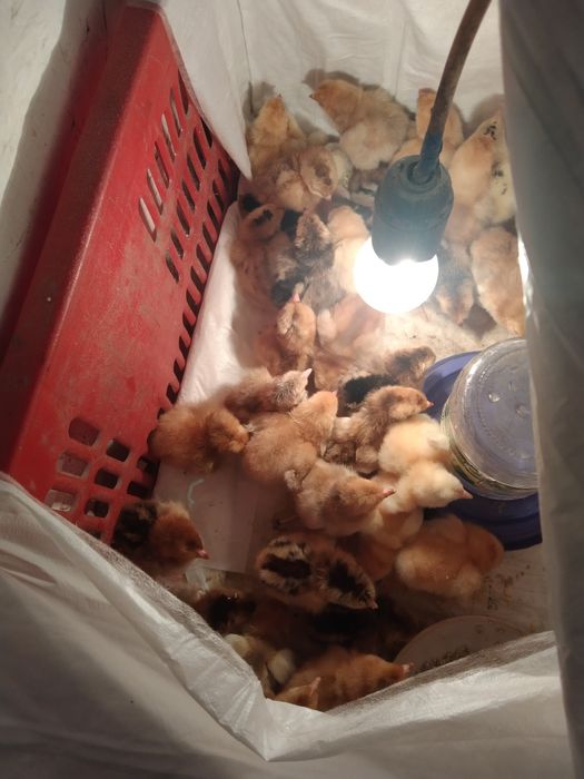 Продам  цыплят. Домашний вывод