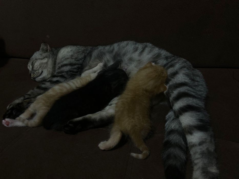 Шотландская кошка с котятами