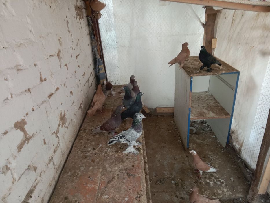 Продам разных голубей