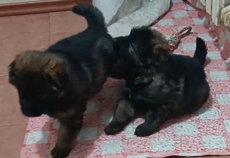 Немецкая овчарка