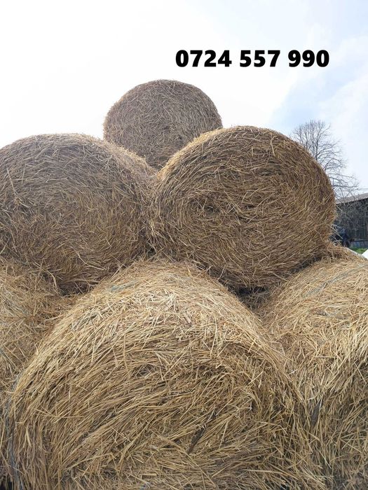 baloti  de paie, baloti de orz