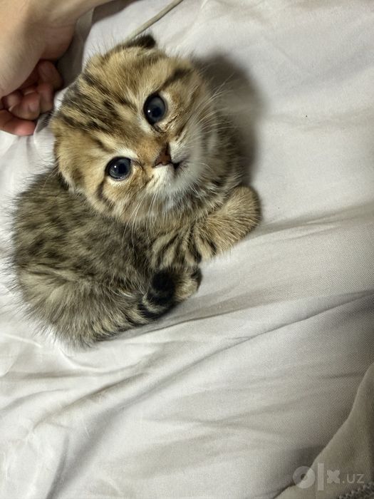 Scottish fold golden shaded 2 oylik