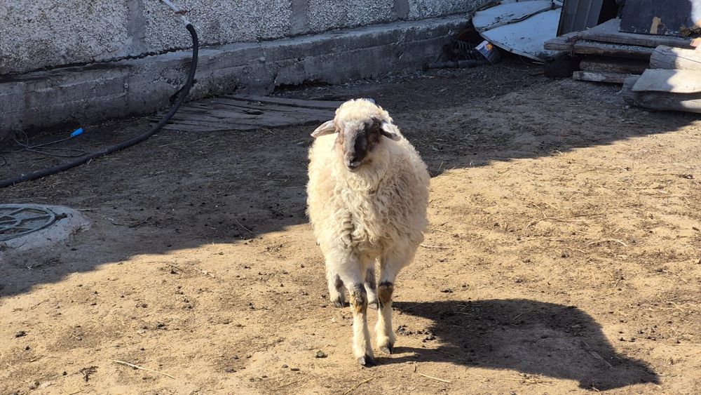 Продам матку с барашкой