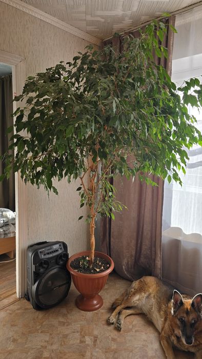 Продам фикус бенджамина
