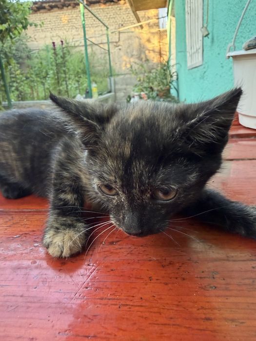 Котенок девочка трехцветная