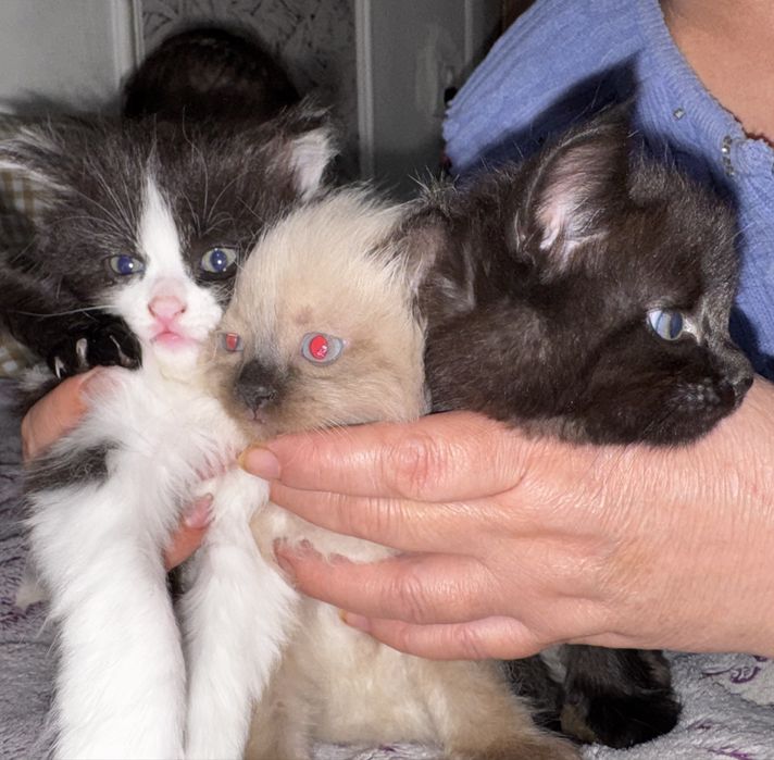 Сиамские котята очень пушистые и красивые