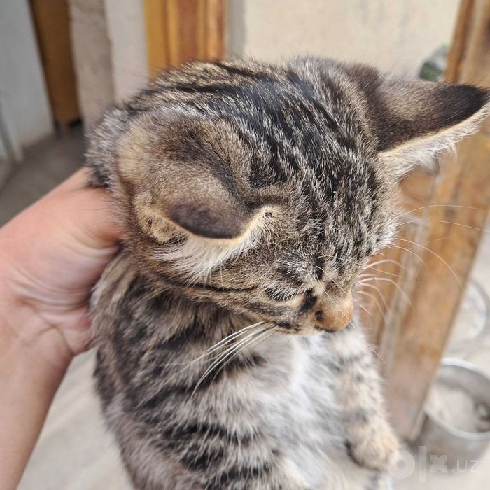 Котята отдается в добрые руки