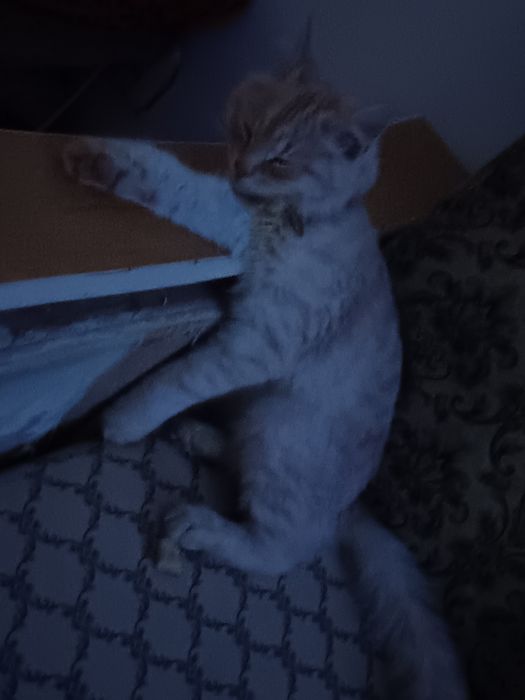 5 месячный котёнок