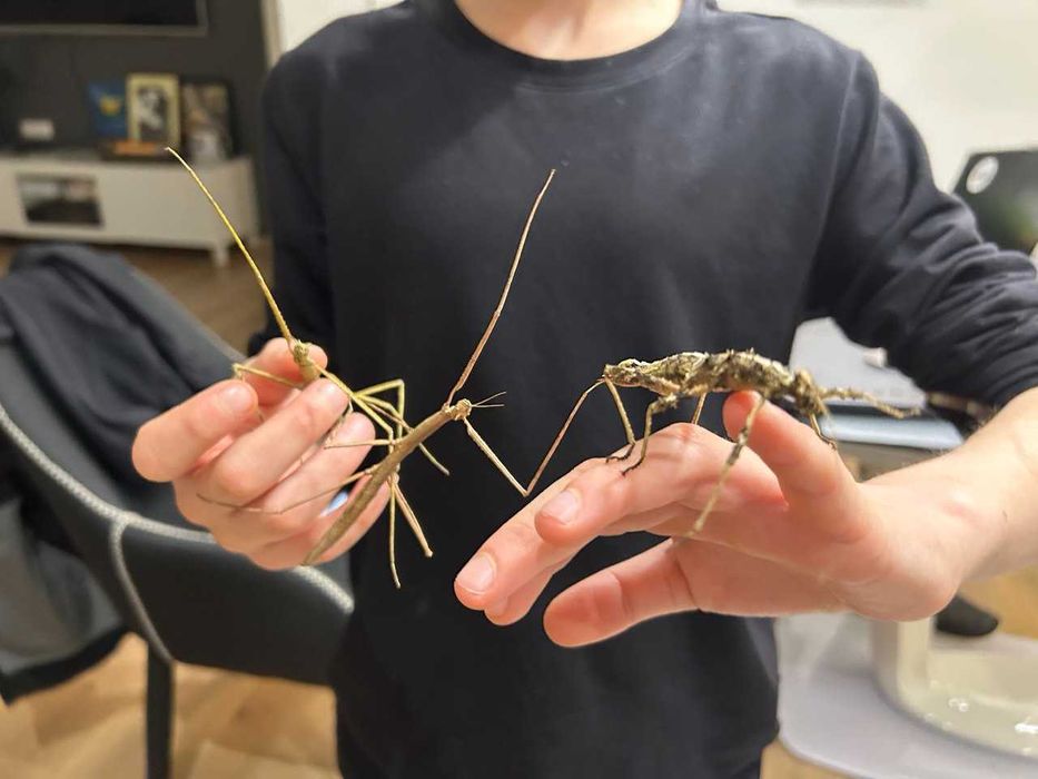 Пръчици - насекоми