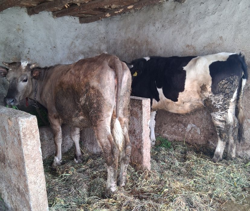 Vând două junici de rasă