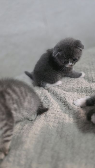 Продам шотландских котят