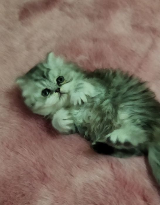 Шотландский котёнок