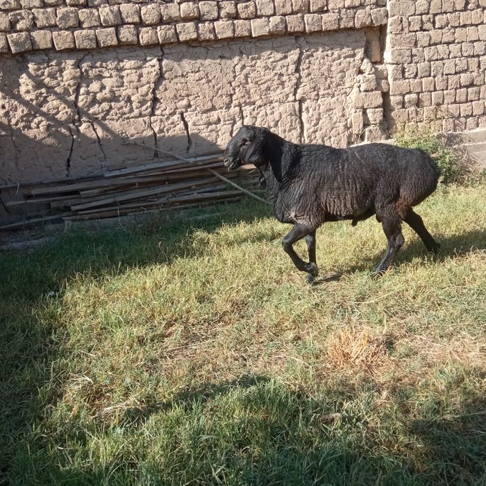 Qoʻchqorlar sotiladi