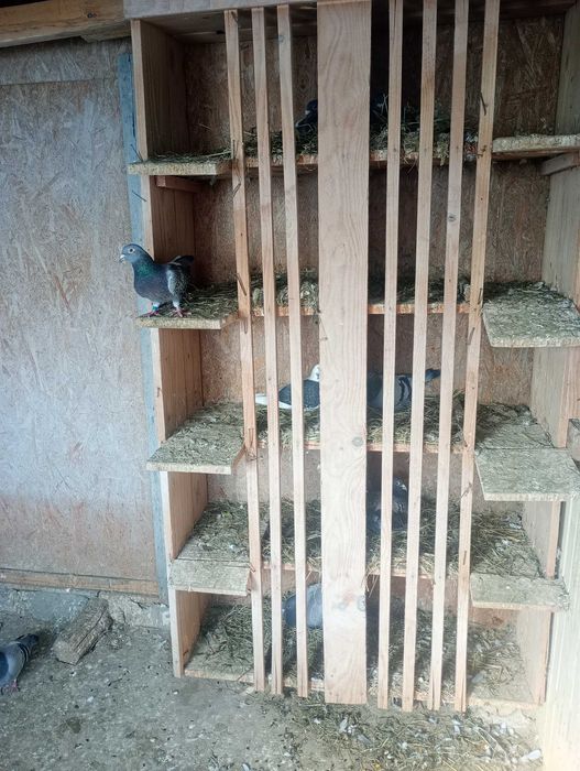 Porumbei voiajori de concurs de toate felurile