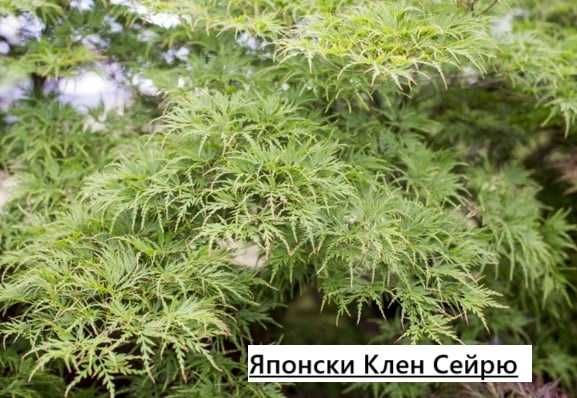 Японски клен - Ацер Студоустойчив Налични 5 вида