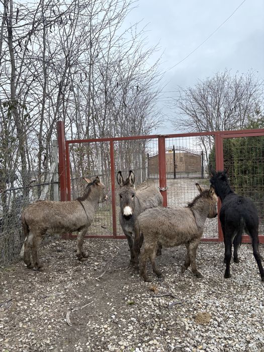 Măgărițe gestante de vanzare