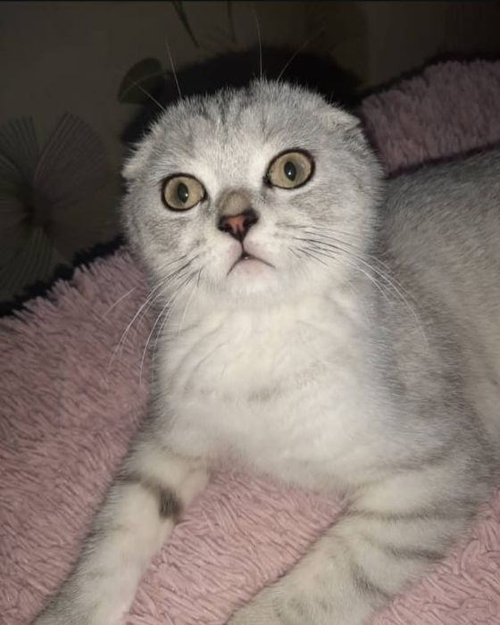 Вислоухий кот шотландский