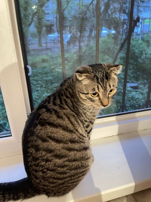 Отдам в дар кота.