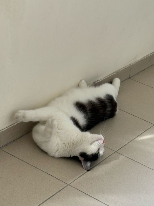 Срочно! Котик ищет хорошую семью