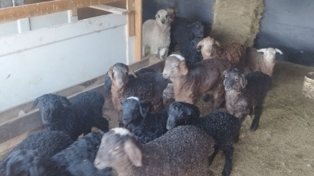 Продам овец с ягнятами.
