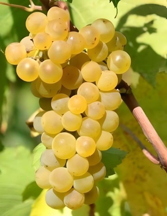 Struguri de vin  diferite soiuri