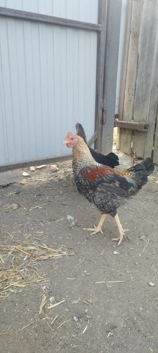 Продам  петушков