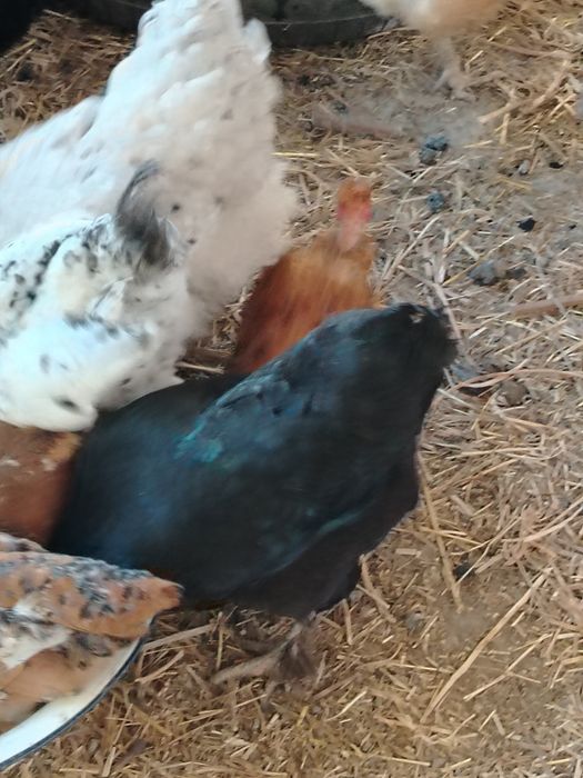 Продам домашних курочек.