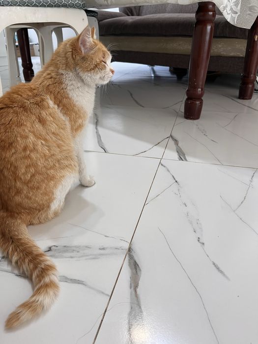 Отдам в хорошие руки кошку