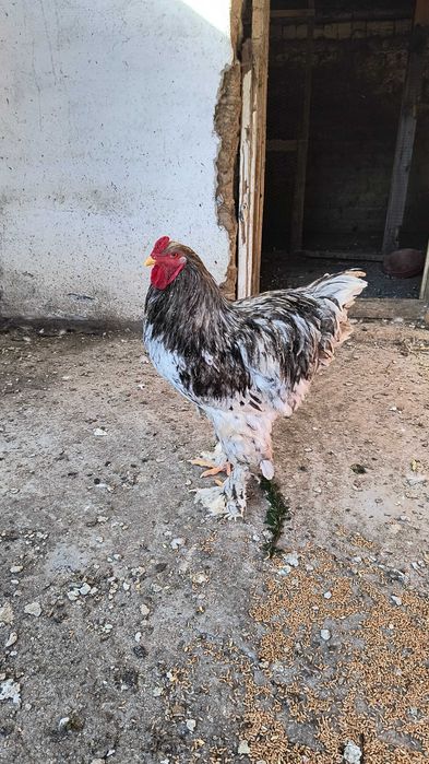Găini brahma de vânzare