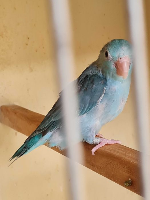 vand papagali forpus