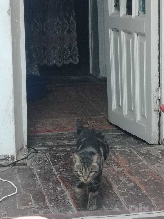 Зотдор мушук сотилади