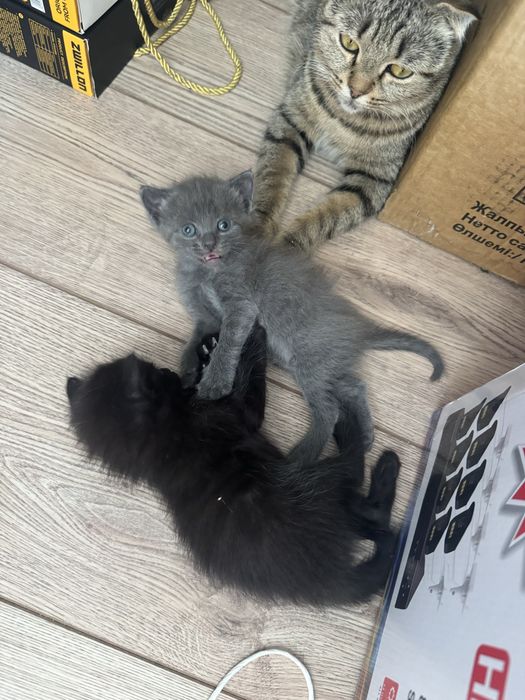 Породные котята Шымкент