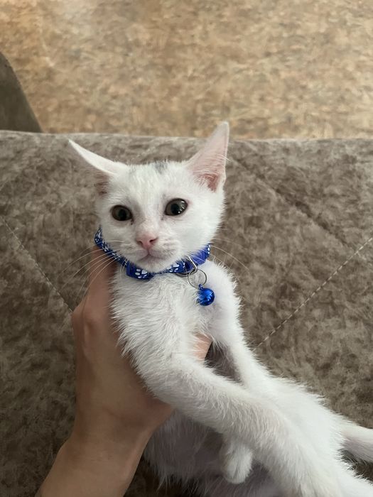 Котенок в добрые руки