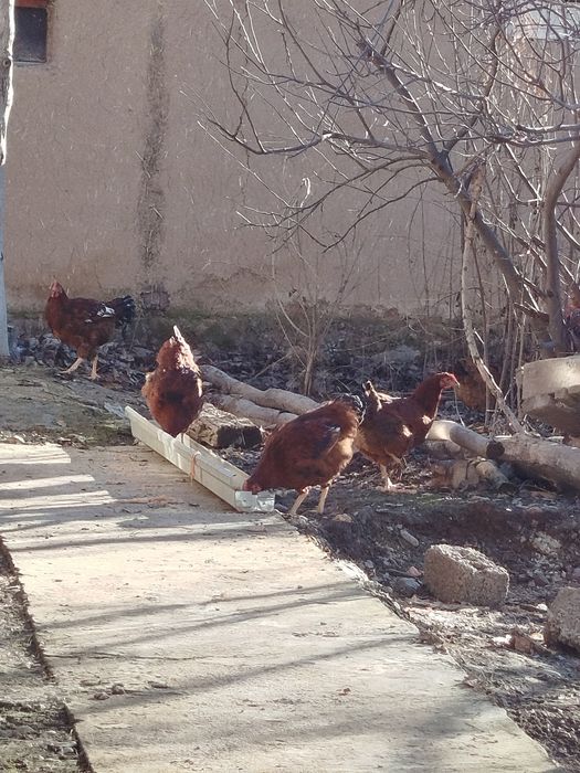 Xanxayap xoʻrozlari