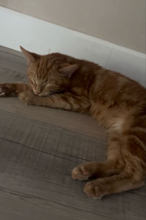 Котенок бесплатно