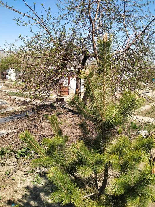 Дача. Летний вариант 6 дачи бобровка.