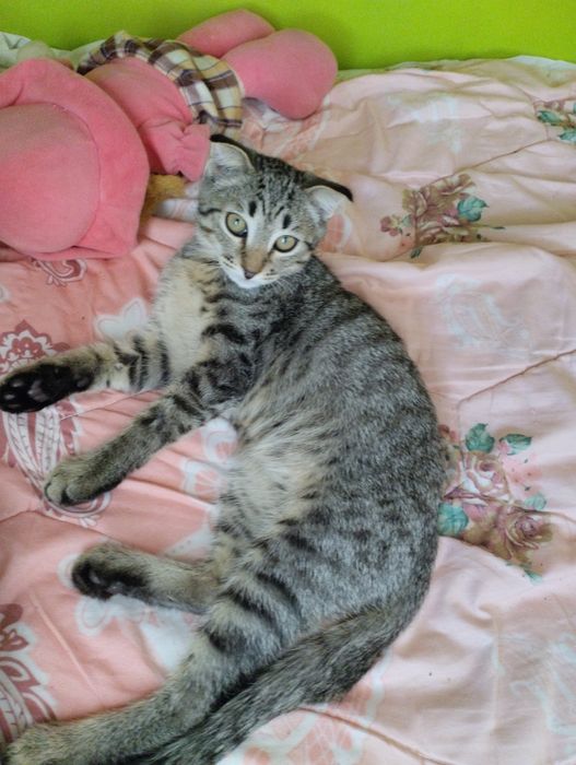 Кострированый кот