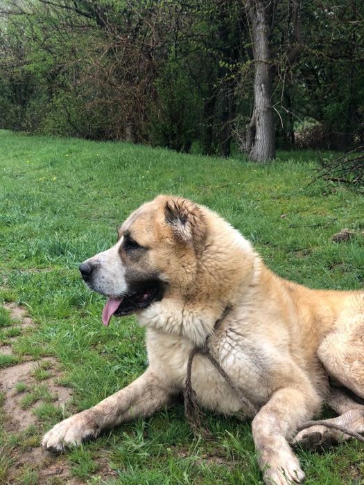 Щенок алабай продаю