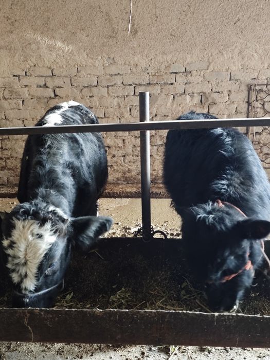 Букача 2, Гунажин 1.