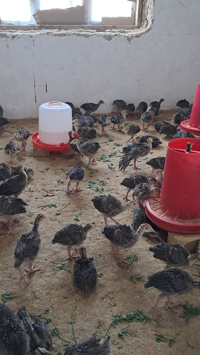 Бронза 708 жужалари сотувда