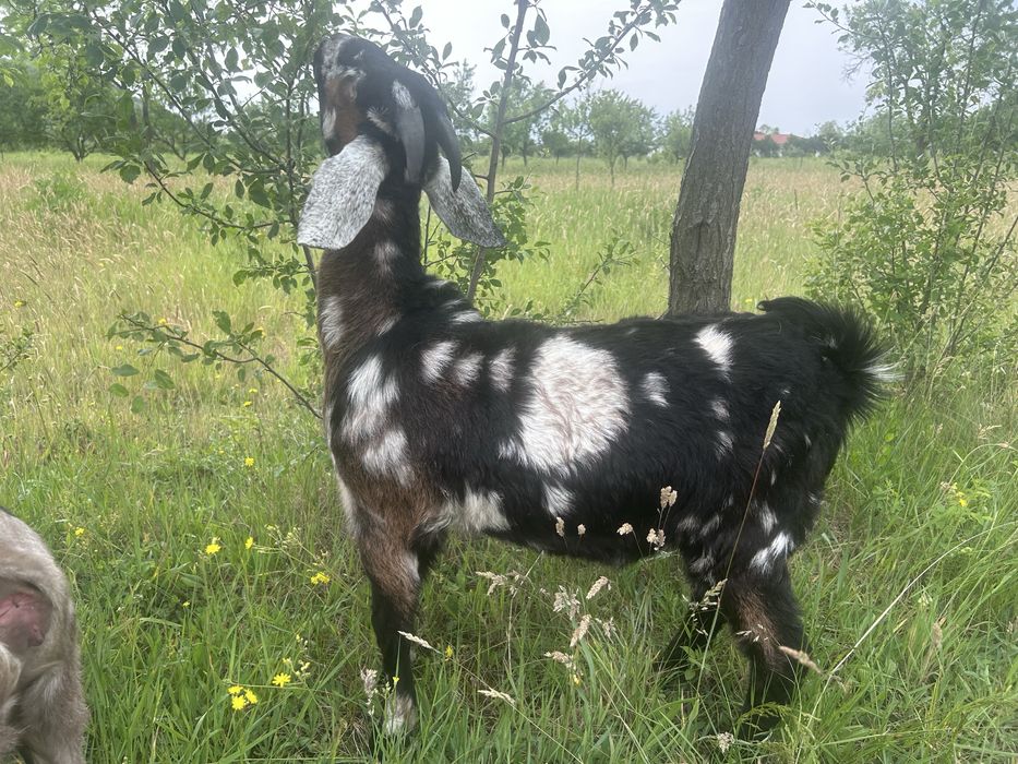 Tap si Iada Anglonubiana!