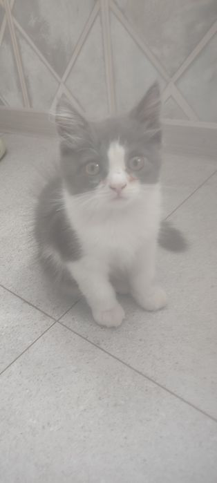 Отдам котят  две девочки и один мальчик