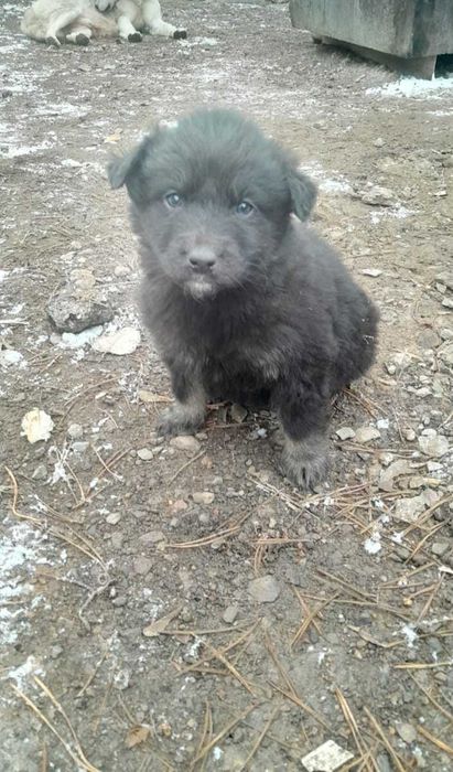 Щенята, в добрые руки